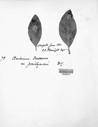 Puccinia coronata image